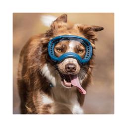 Hundebrille REX Specs V2 Sol & Sikkerhedsbrille MEDIUM Sort
